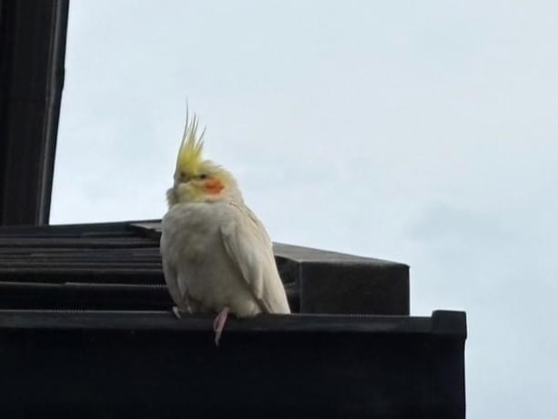 保護された鳥