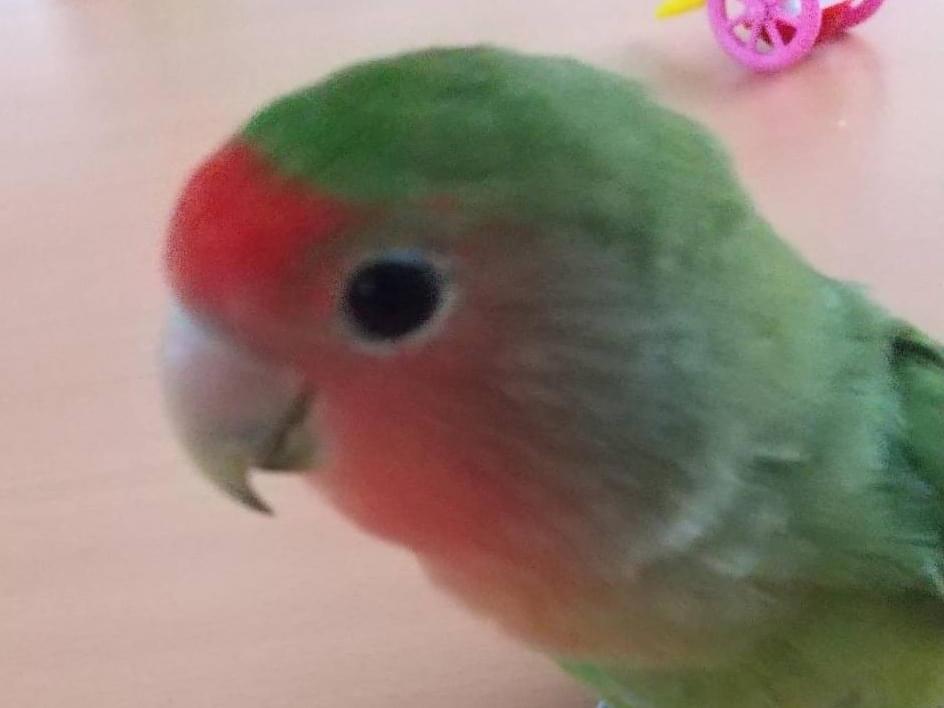 そらじろーちゃん そらじろーちゃん
