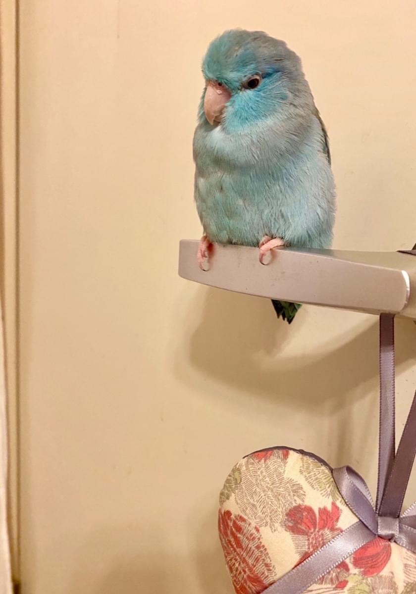 ブルーのマメルリハインコ 名前はマナ 9月30日 お昼前にドアから飛び出し逃してしまいました