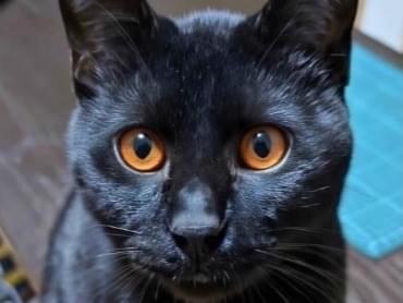 りりまるちゃん