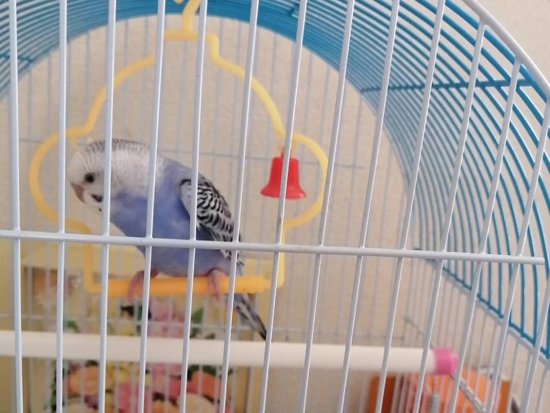 ぴーちゃん ぴーちゃん