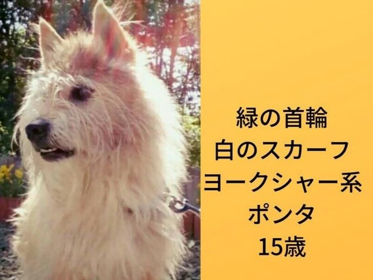 ポンタちゃん ポンタちゃん