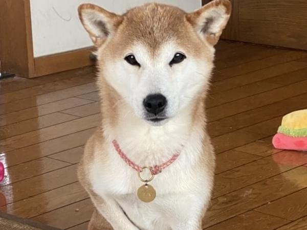 りんちゃん りんちゃん