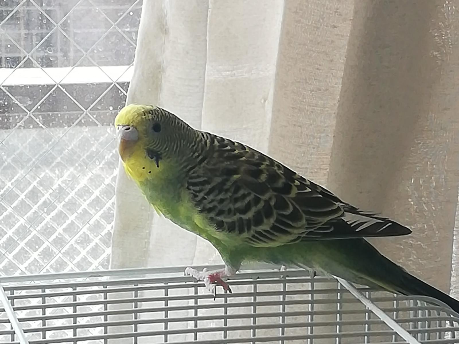 よもぎちゃん よもぎちゃん