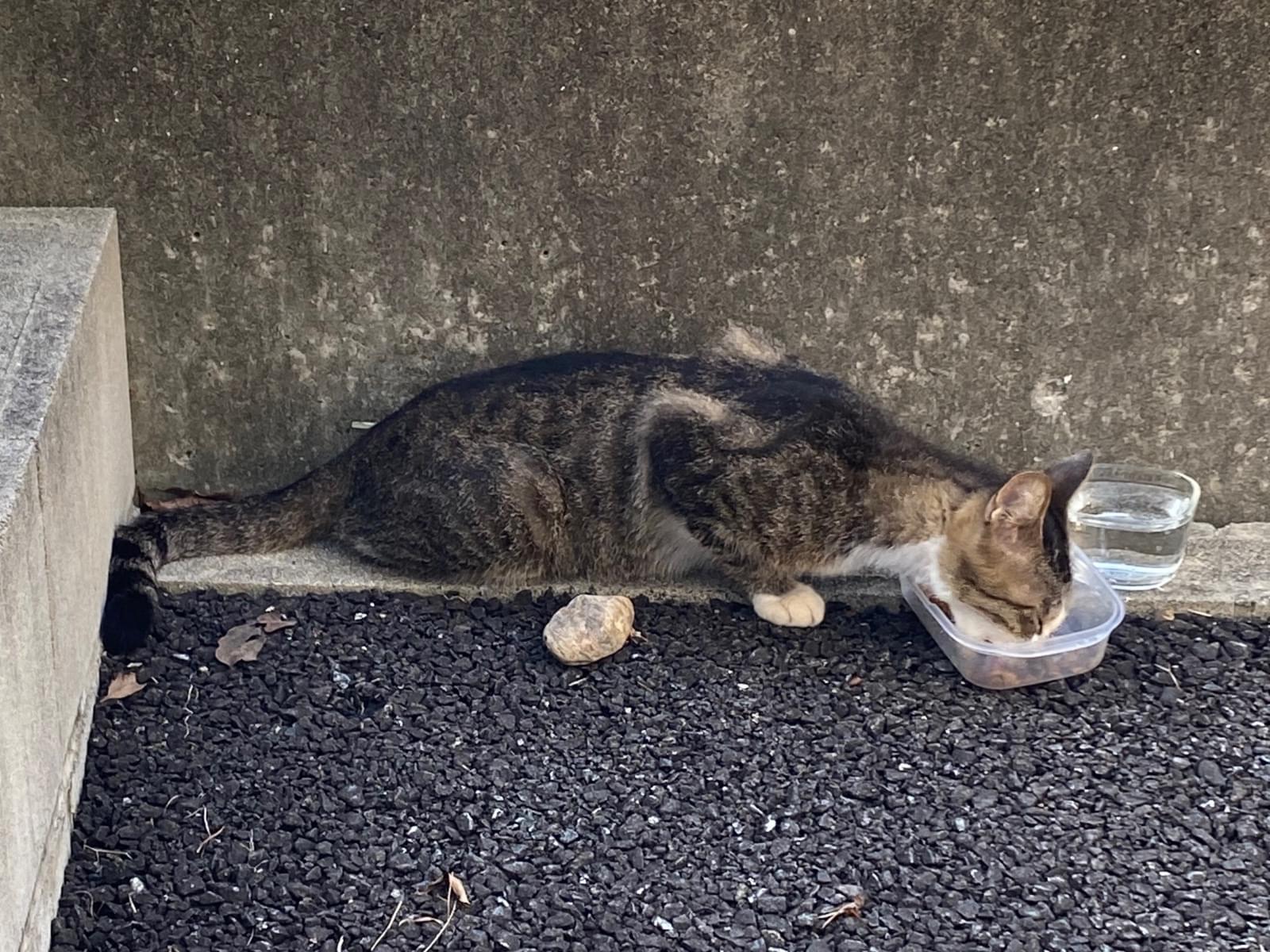 目撃された猫 目撃された猫