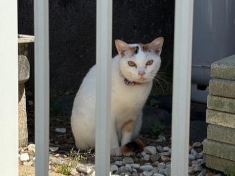目撃された猫 目撃された猫