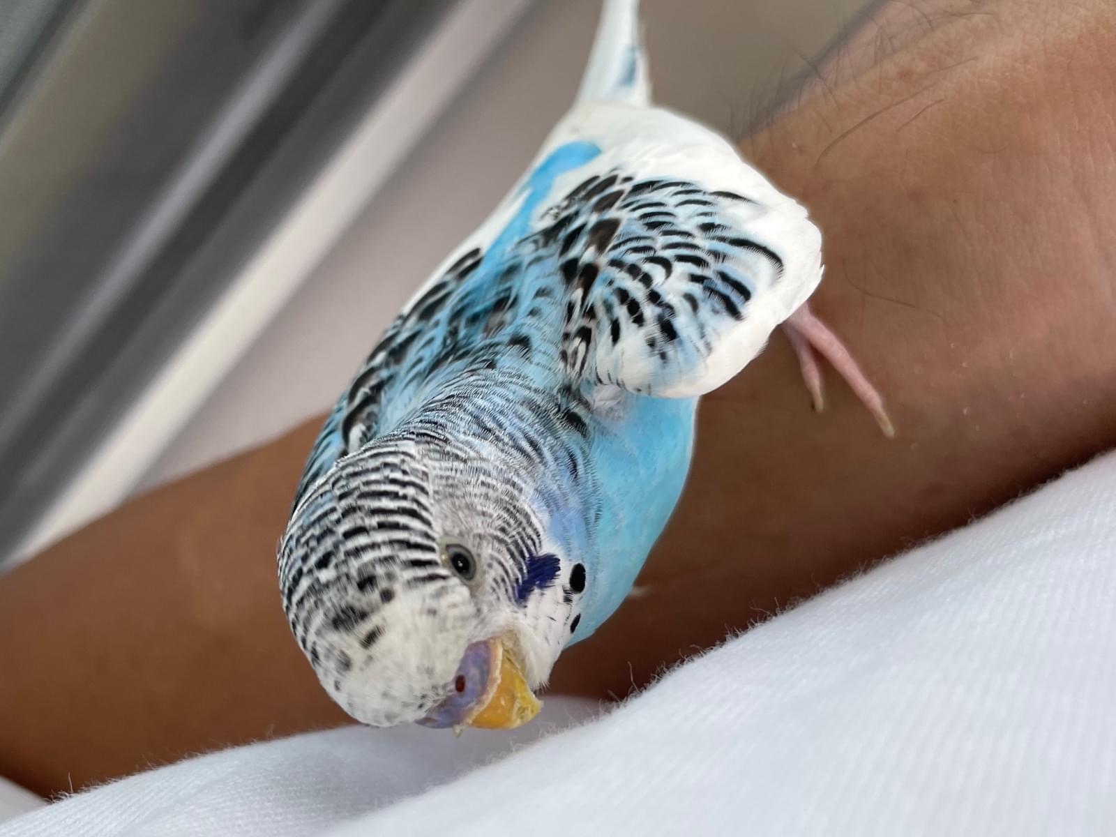 保護された鳥 保護された鳥