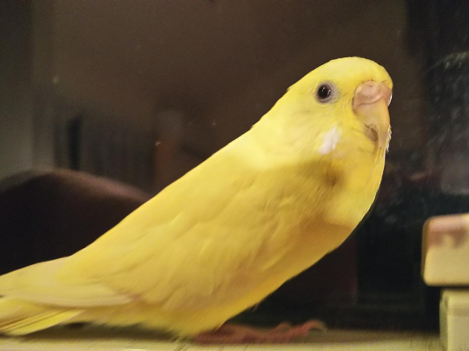 ふうちゃん ふうちゃん