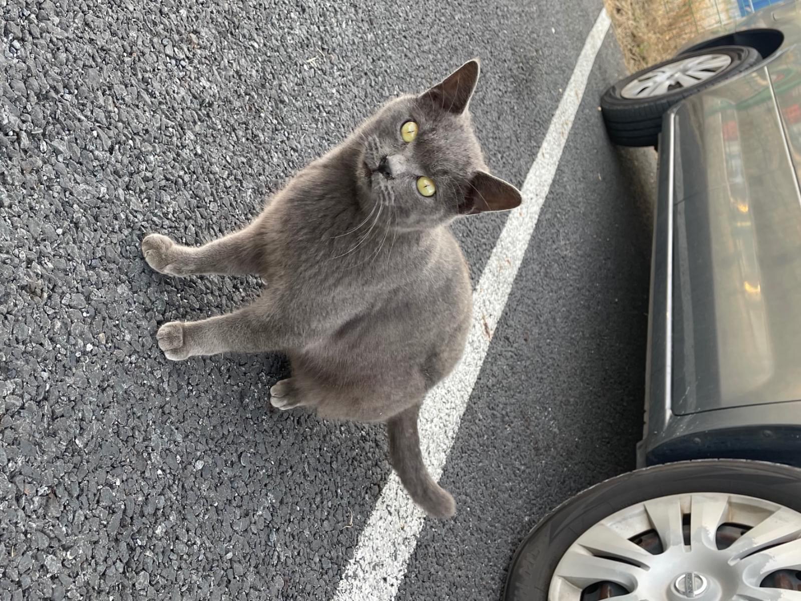 目撃された猫 目撃された猫
