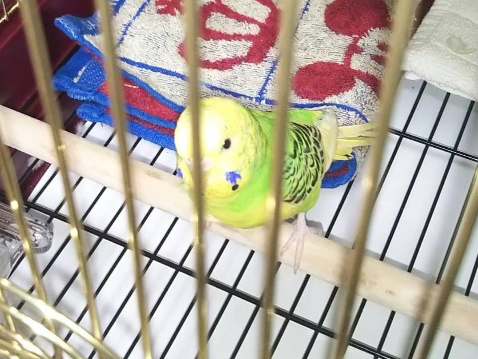 セキセイインコちゃん セキセイインコちゃん