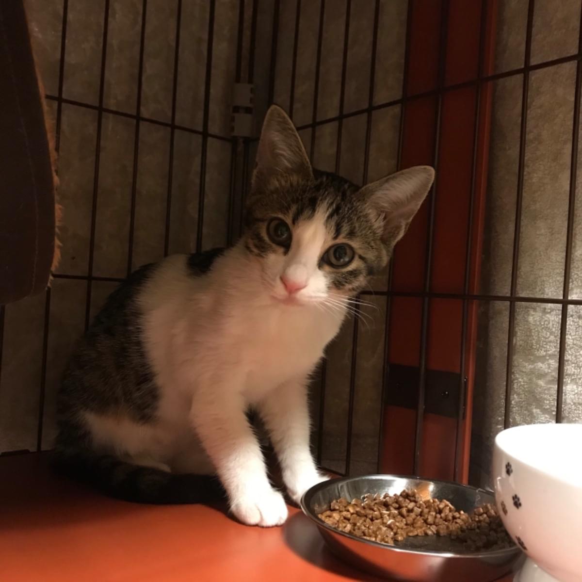 キジ白の子猫を探しています