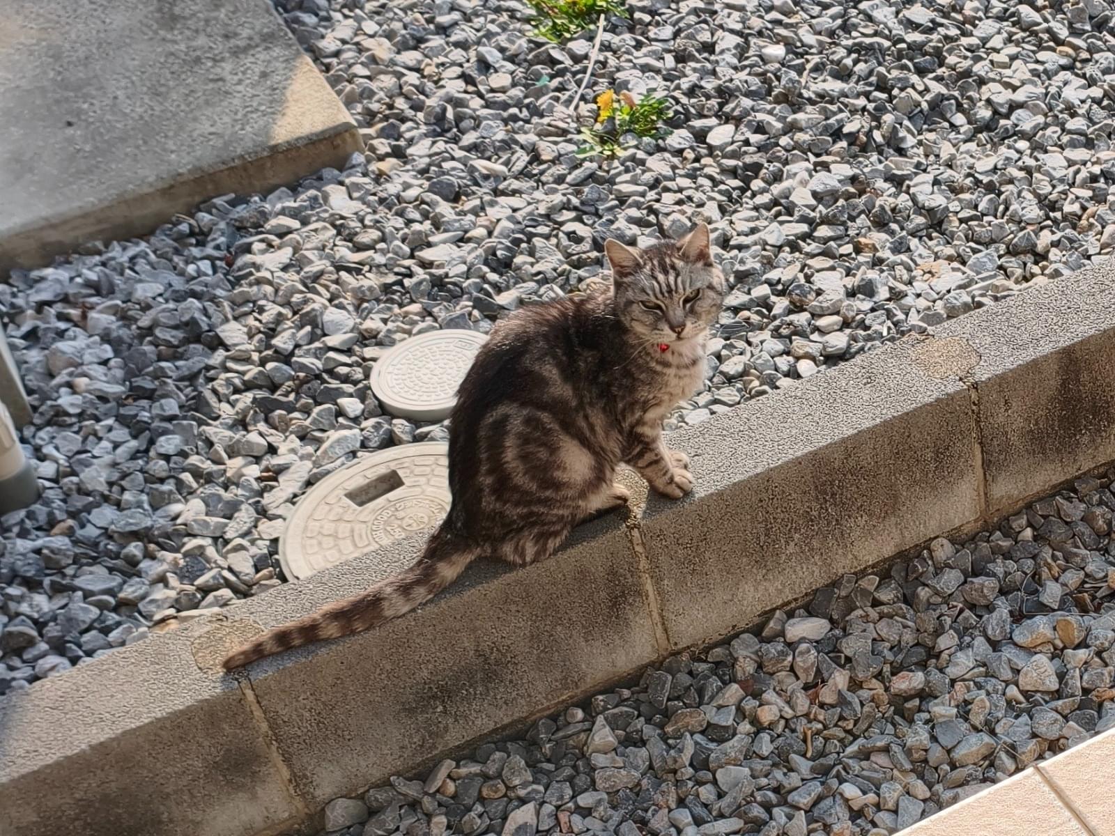 目撃された猫 目撃された猫