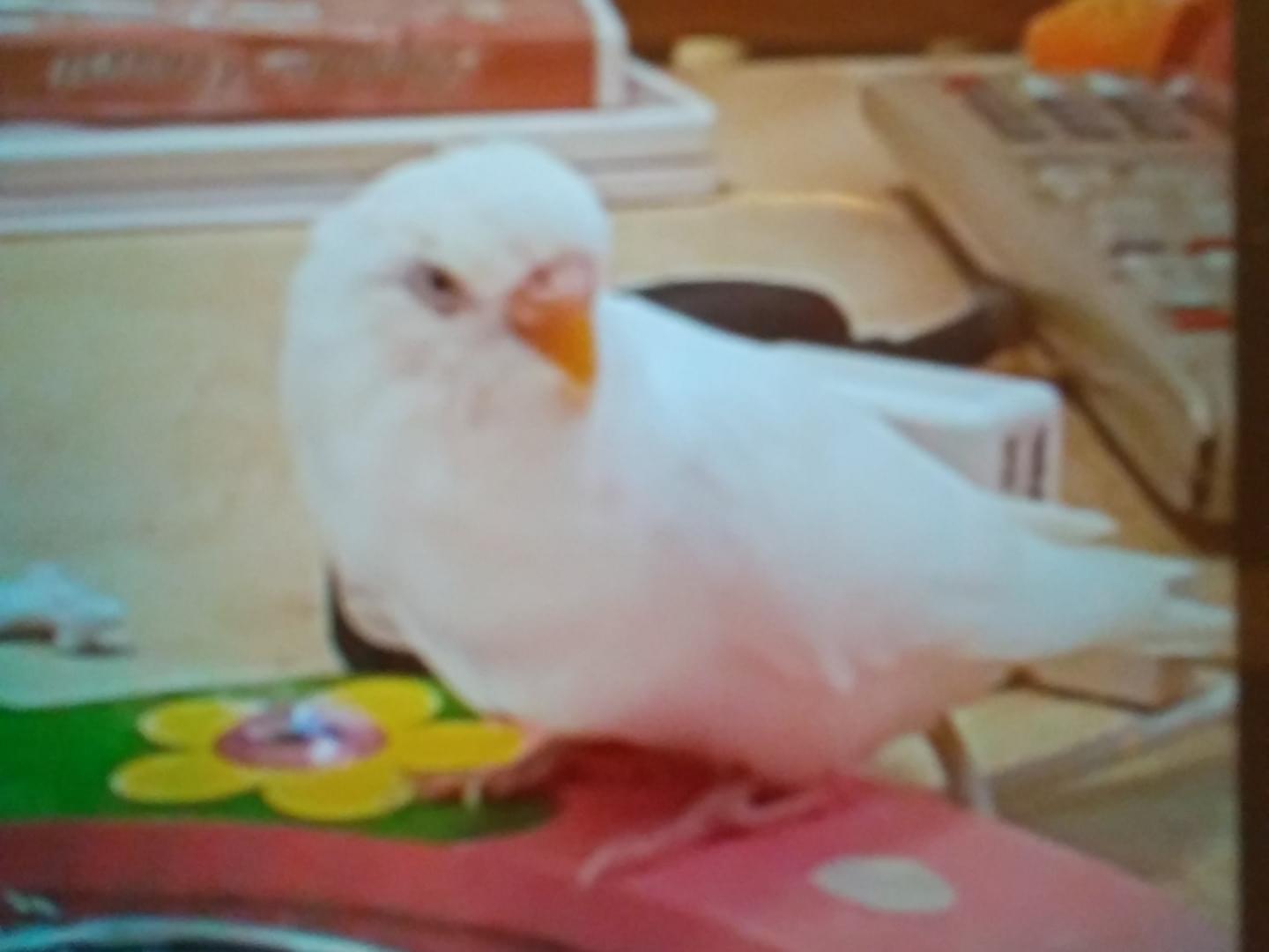 しーちゃん しーちゃん