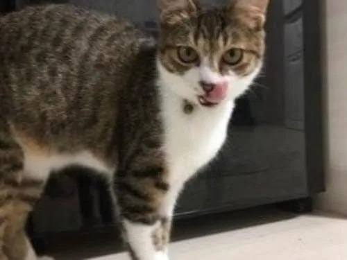キジ白猫を探しています