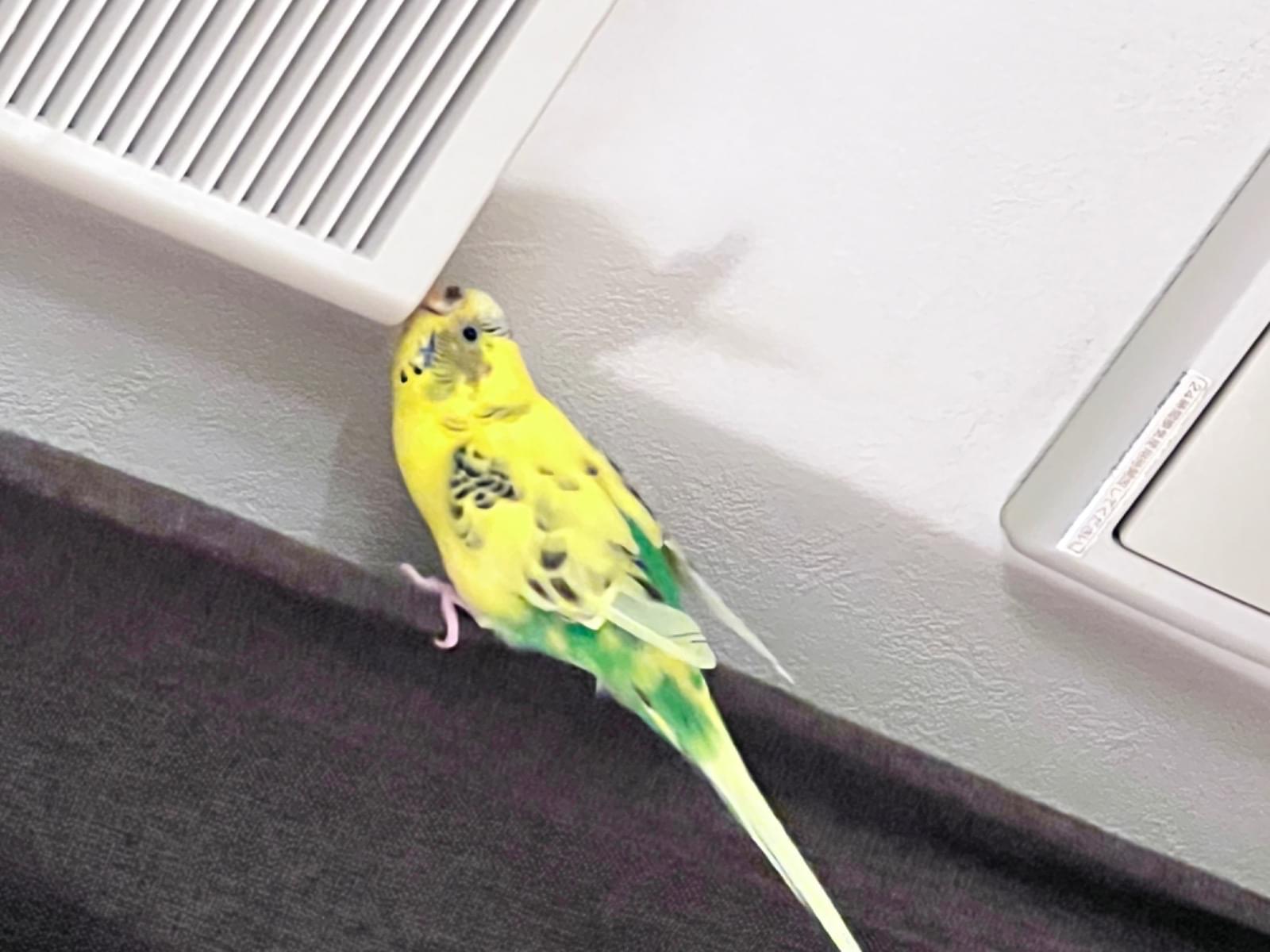黄色じゃちゃん 黄色じゃちゃん