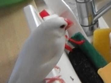 そらちゃん そらちゃん