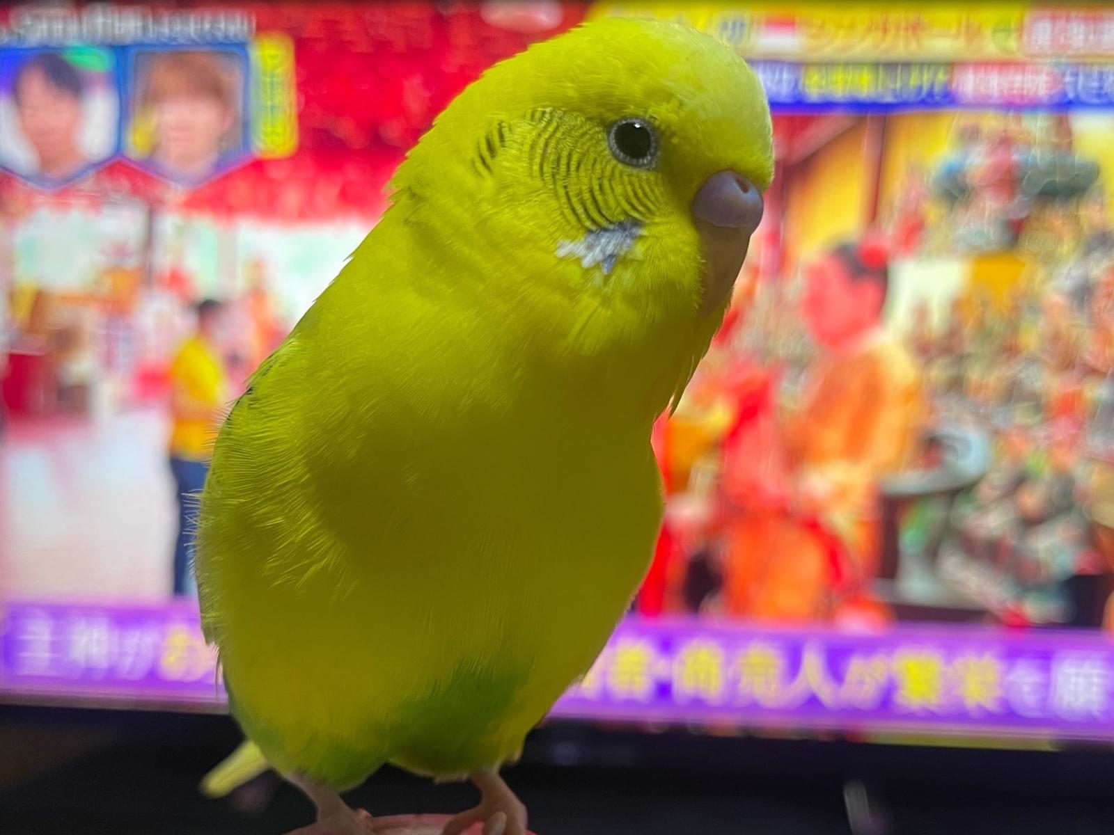 キィちゃん キィちゃん