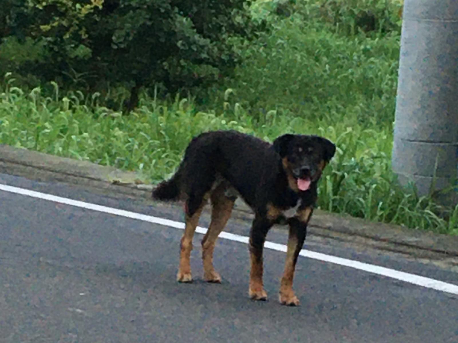 目撃された犬 目撃された犬