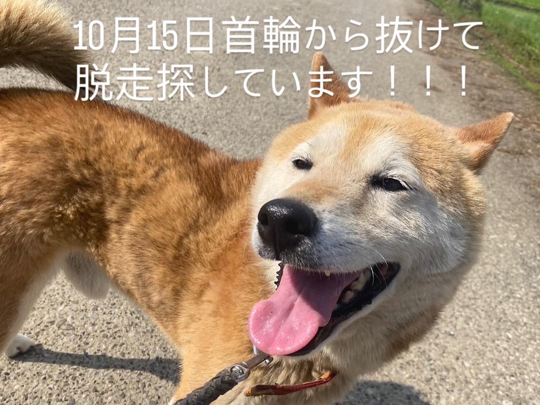 リックちゃん リックちゃん