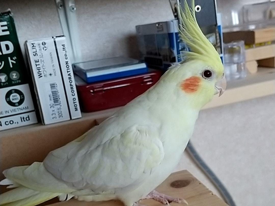 れもんちゃん れもんちゃん