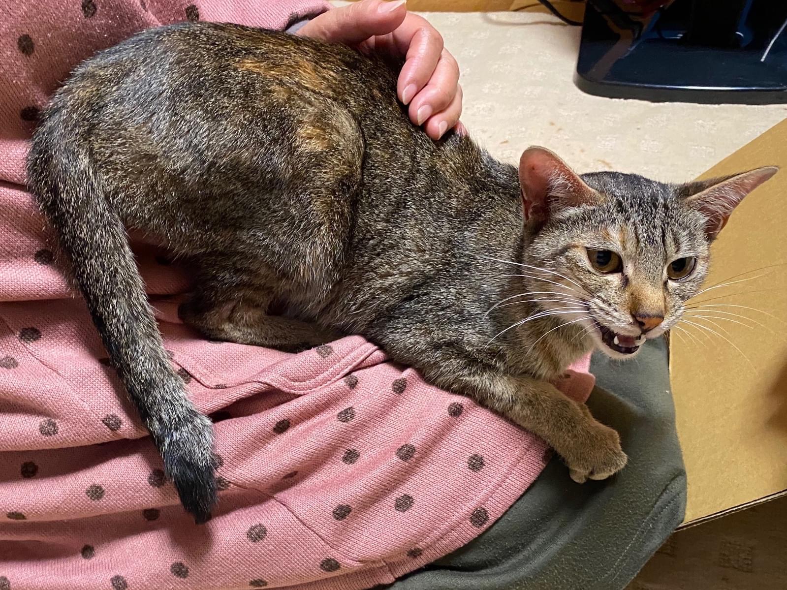 保護された猫 保護された猫