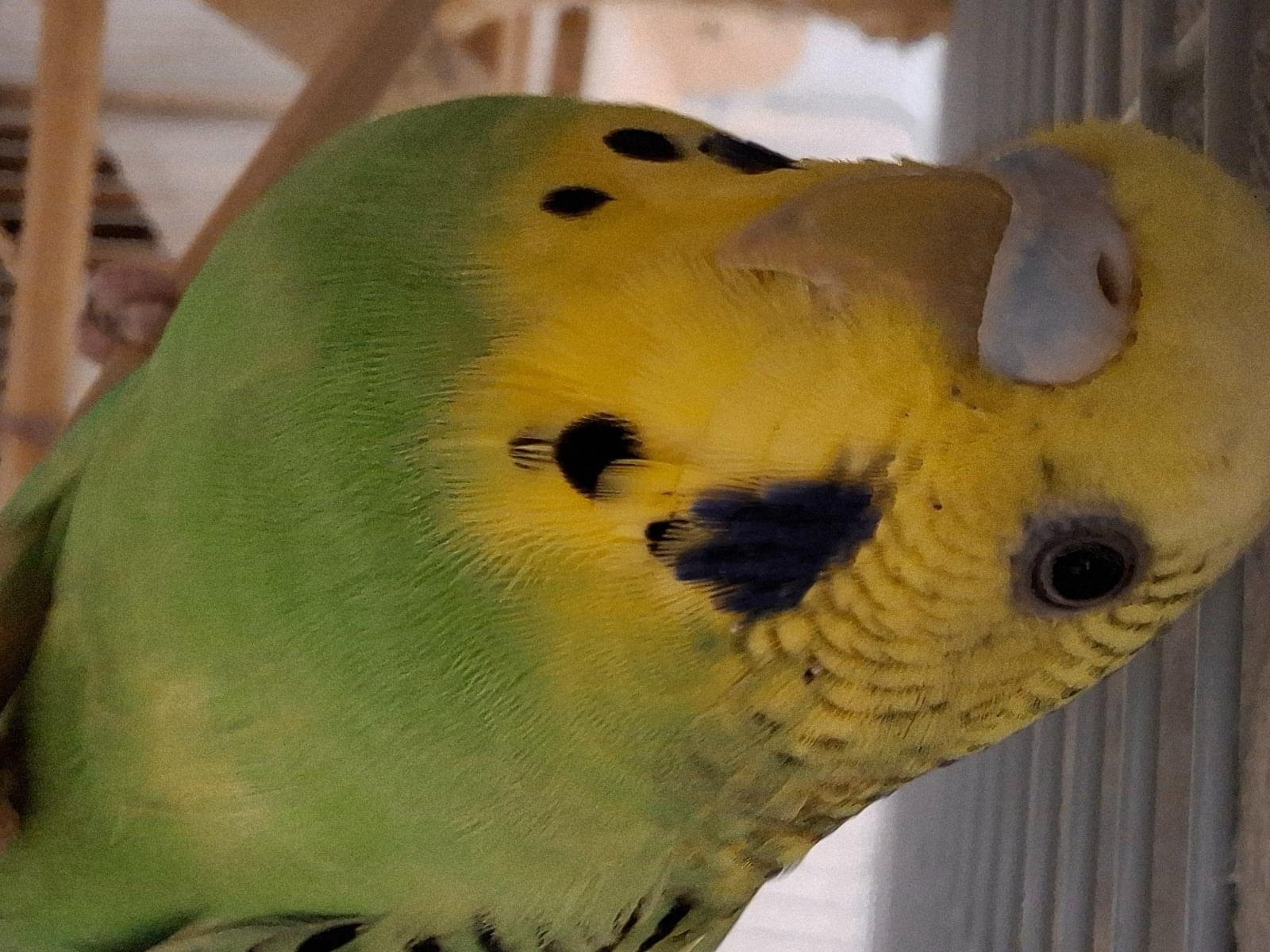ぴっぴちゃん