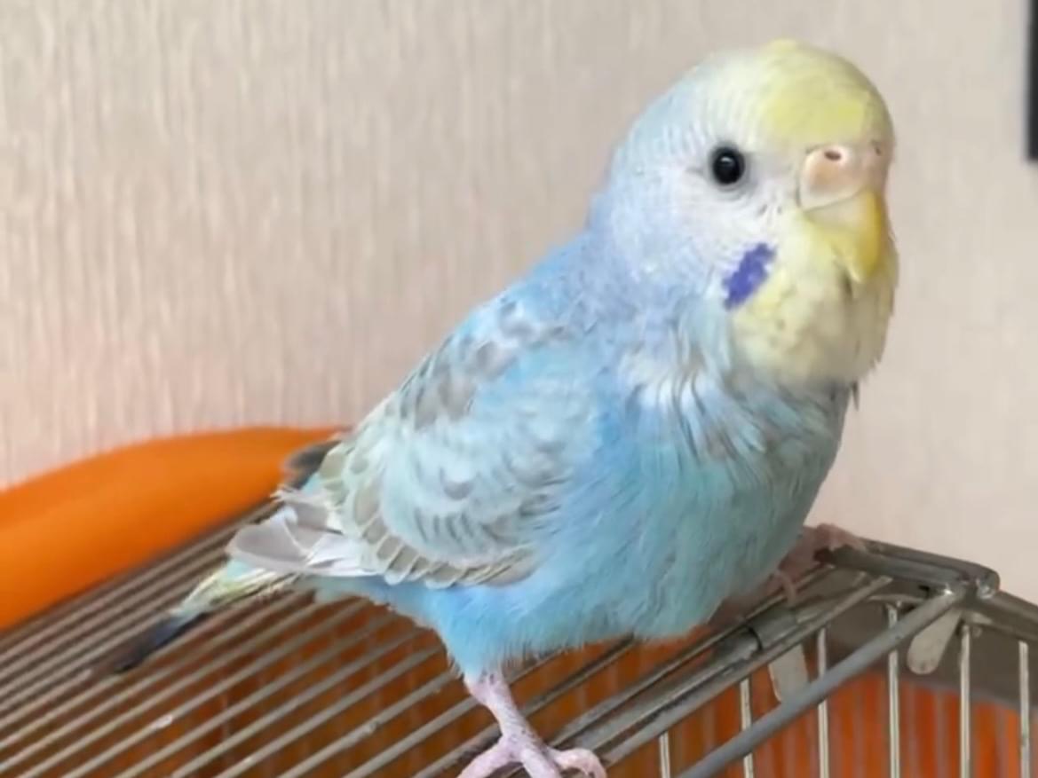 ぴーちゃん ぴーちゃん