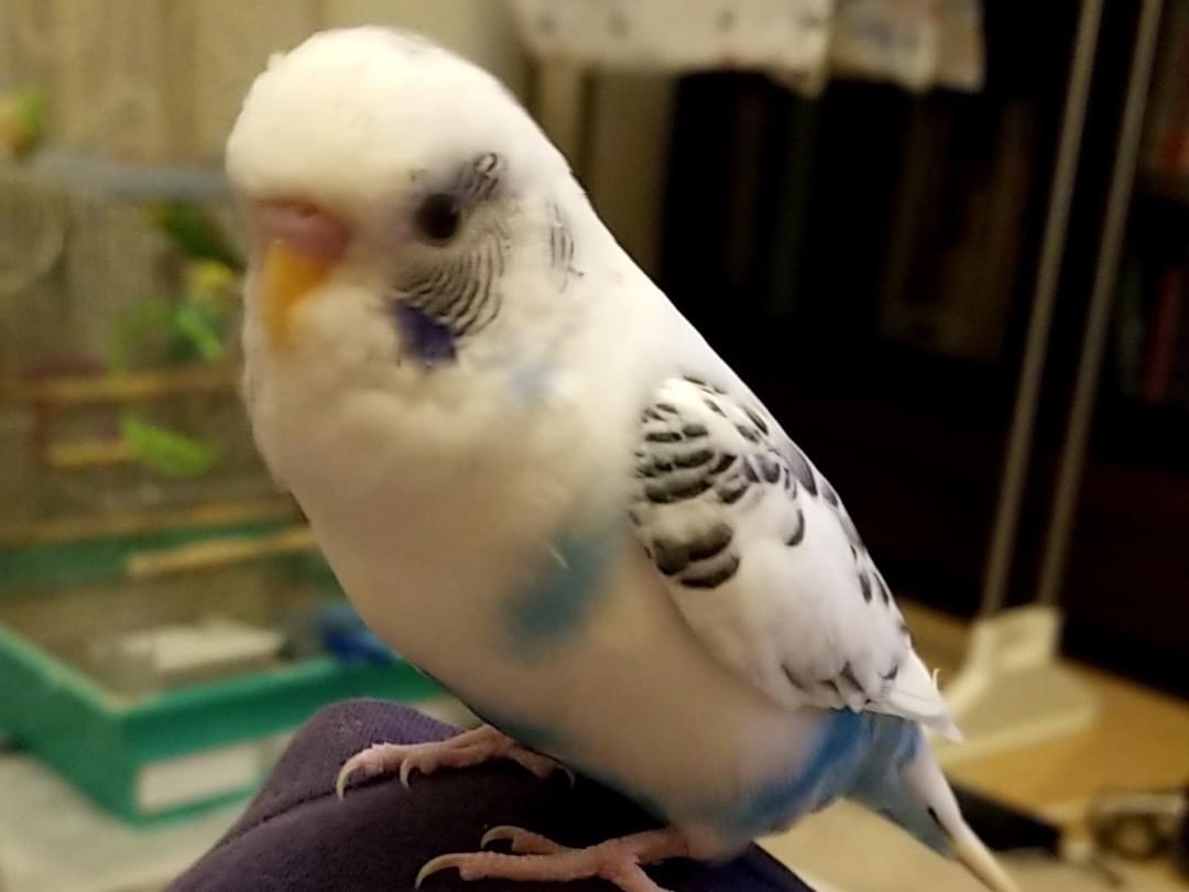 ハルちゃん ハルちゃん