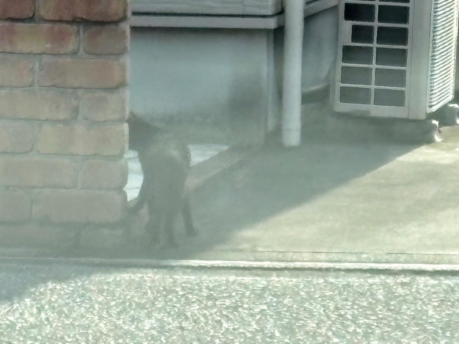 目撃された猫 目撃された猫