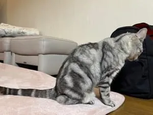 アメリカンショートヘア(グレー)の猫です!
