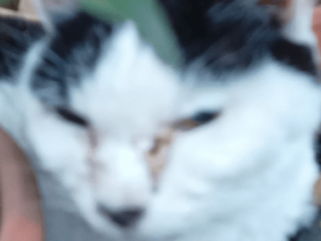 目撃された猫 目撃された猫