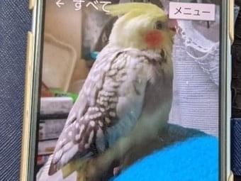 ピーコちゃん ピーコちゃん