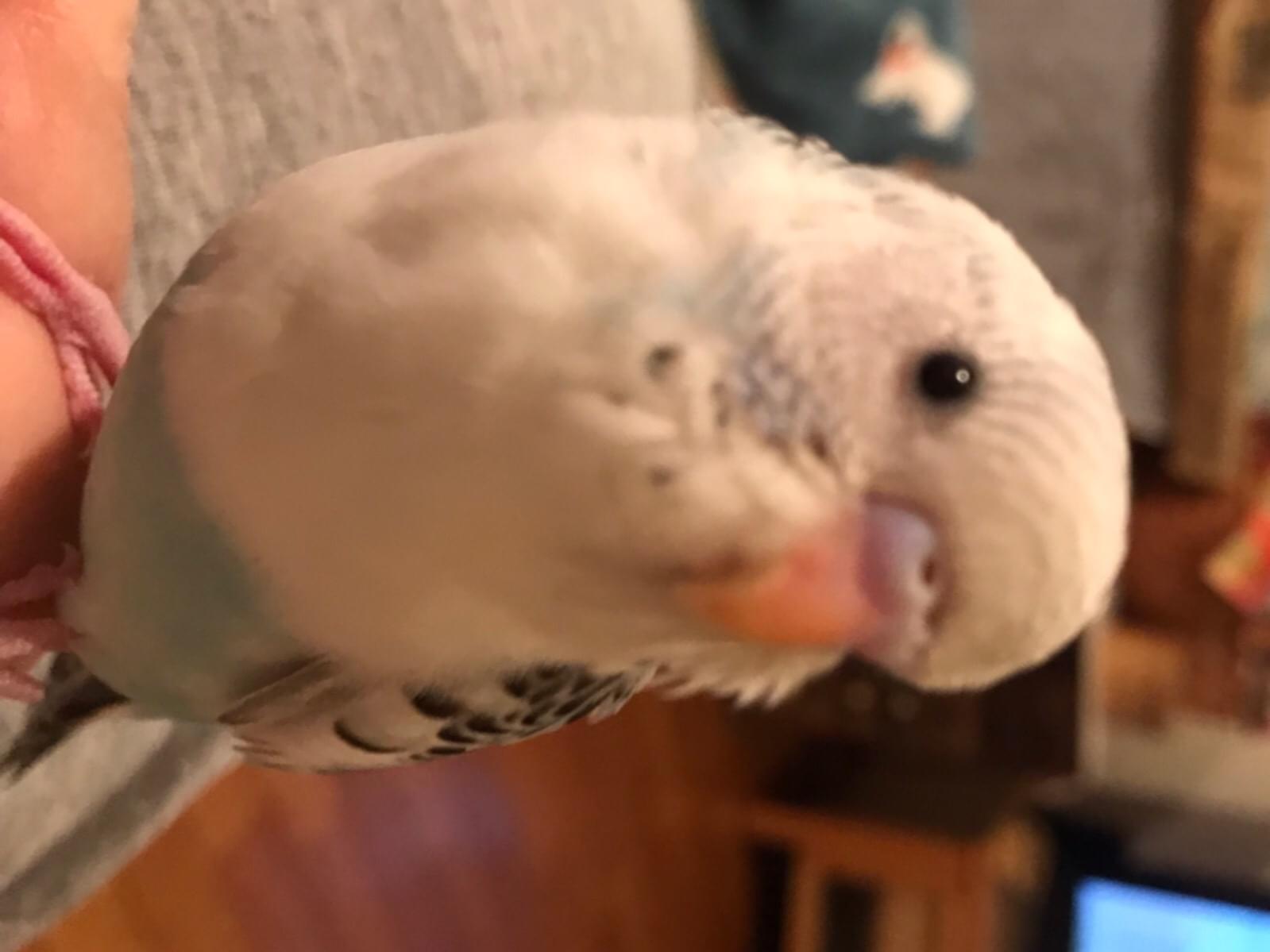 そらちゃん そらちゃん