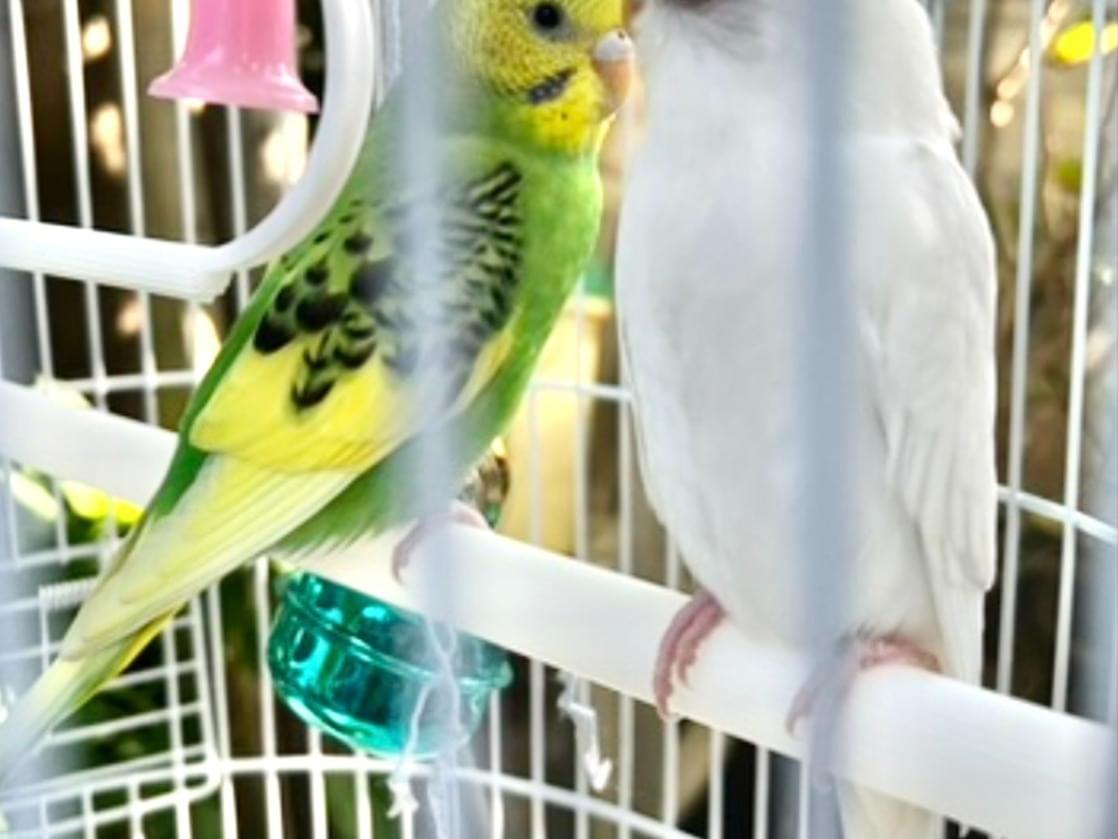 シロとミドリちゃん シロとミドリちゃん