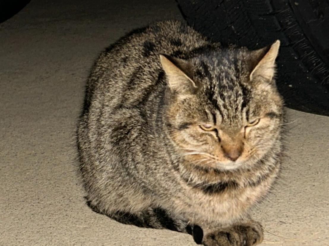 保護された猫 保護された猫