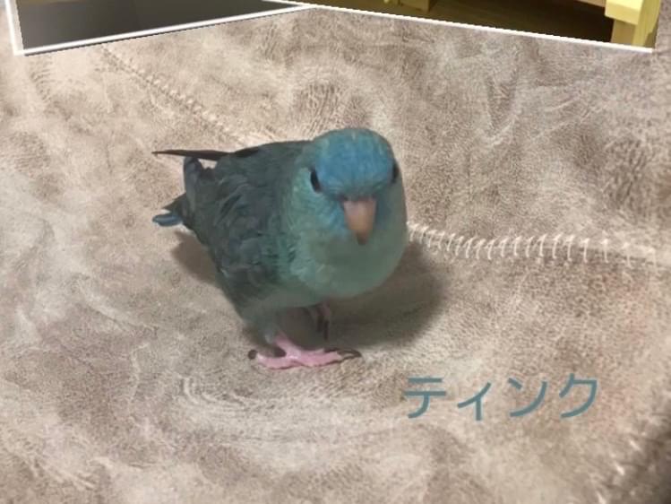 ティンクちゃん ティンクちゃん