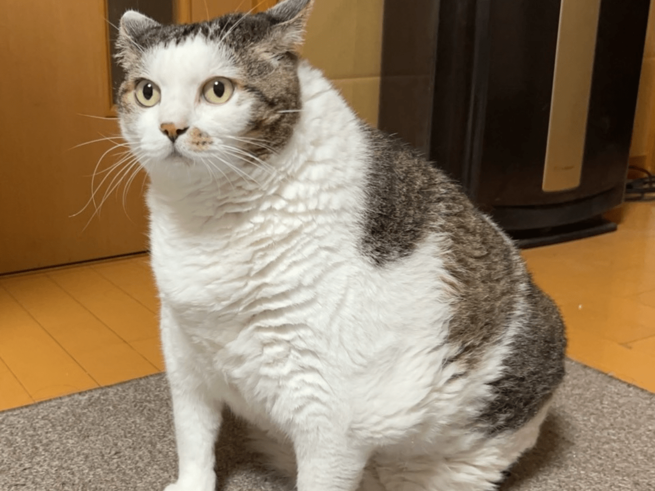 フクちゃん フクちゃん