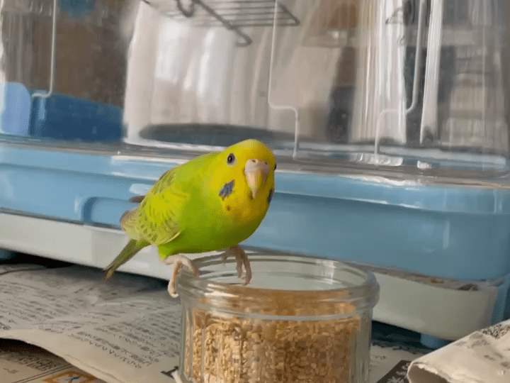クリンちゃん