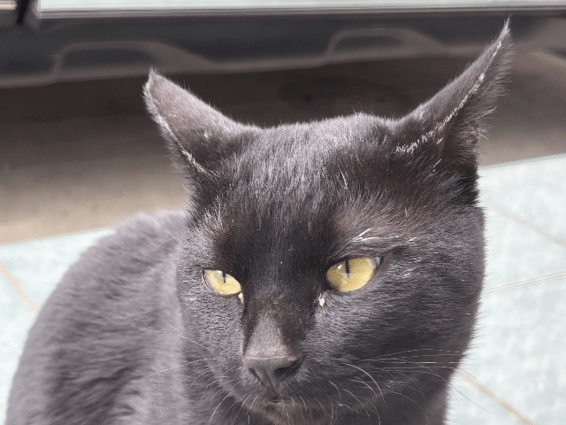 目撃された猫 目撃された猫