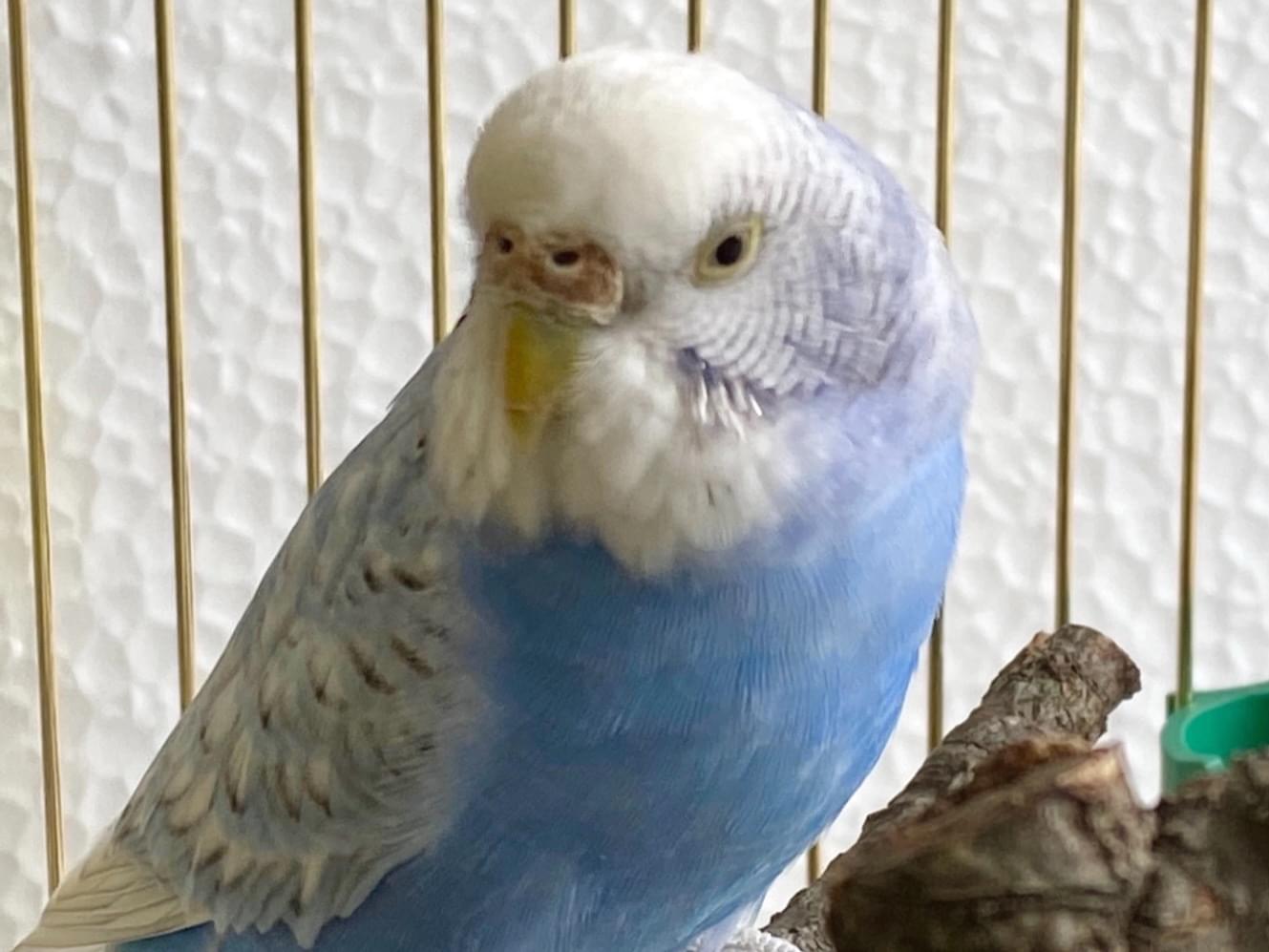 保護された鳥 保護された鳥