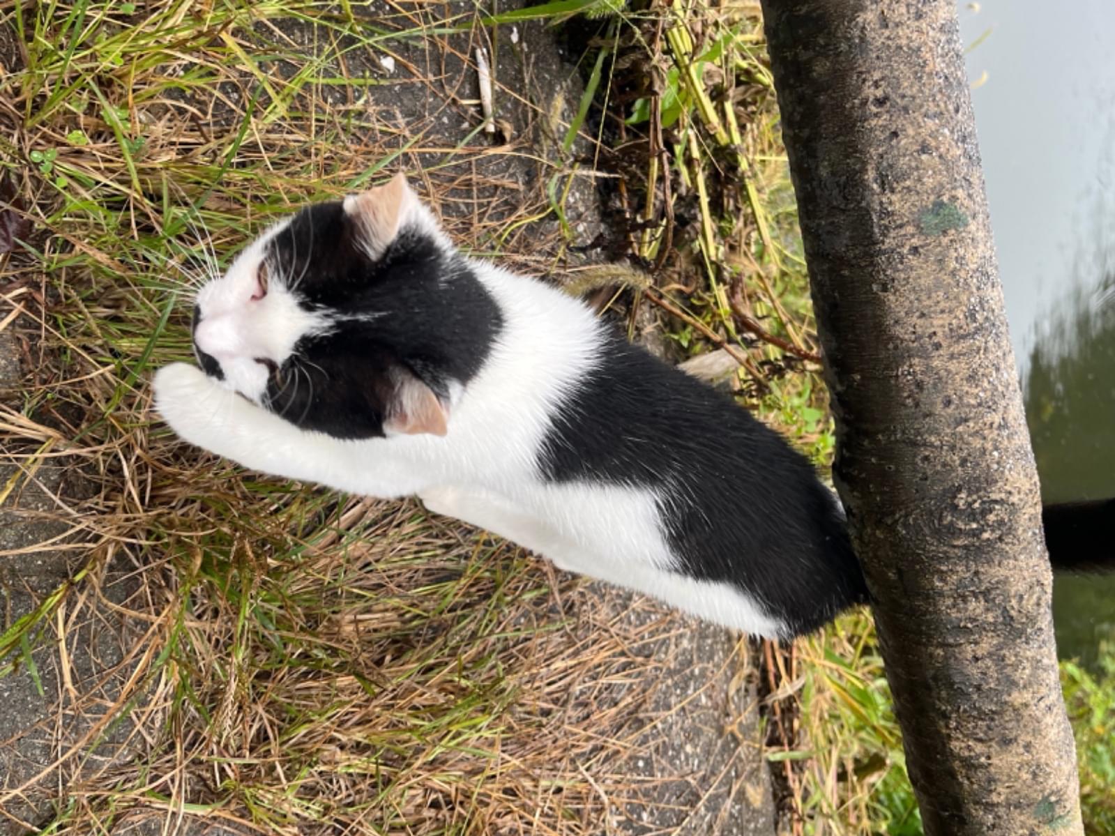 保護された猫 保護された猫