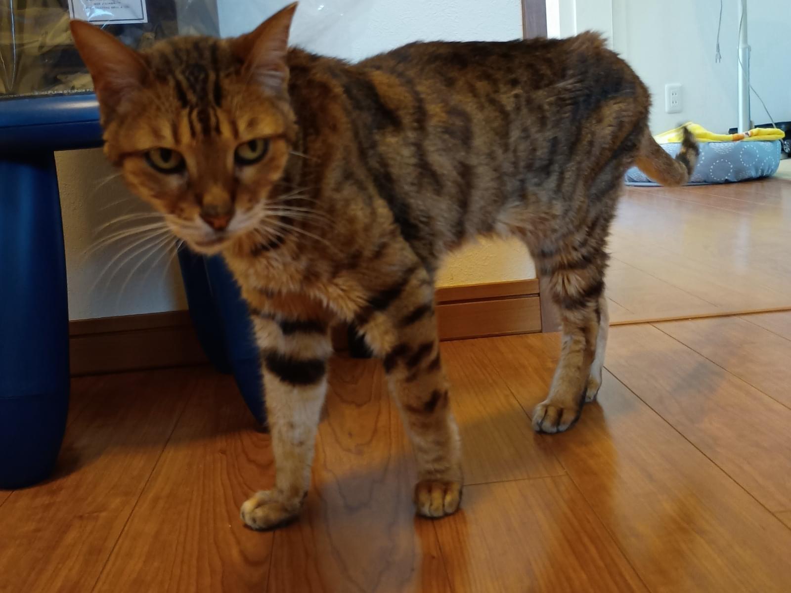 保護された猫