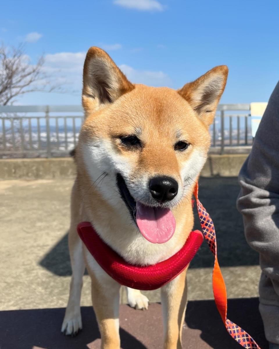 赤柴 茶色(赤柴)探してます。