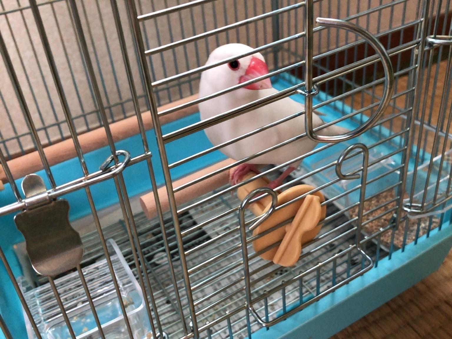 保護された鳥 保護された鳥