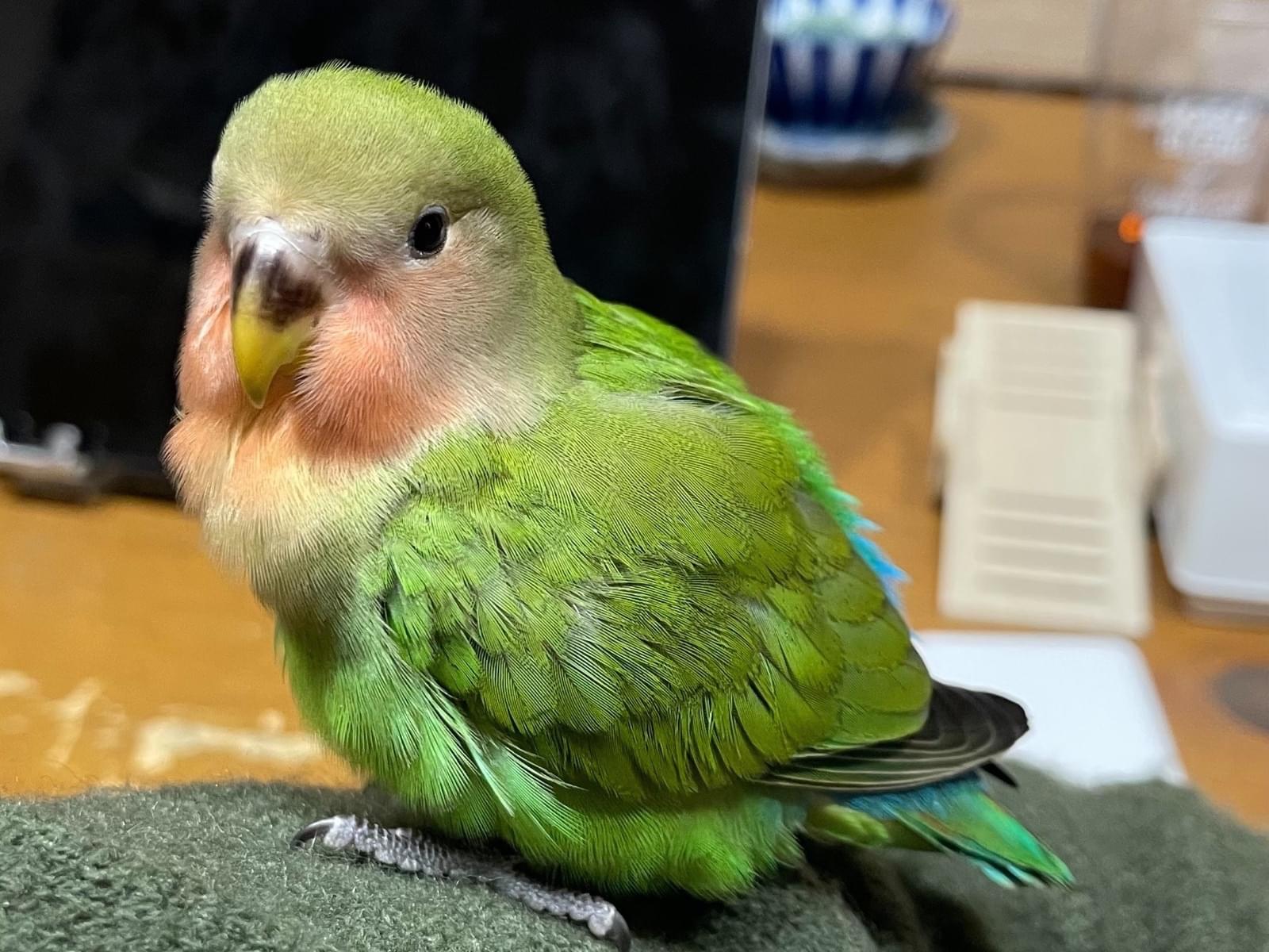 トトちゃん トトちゃん
