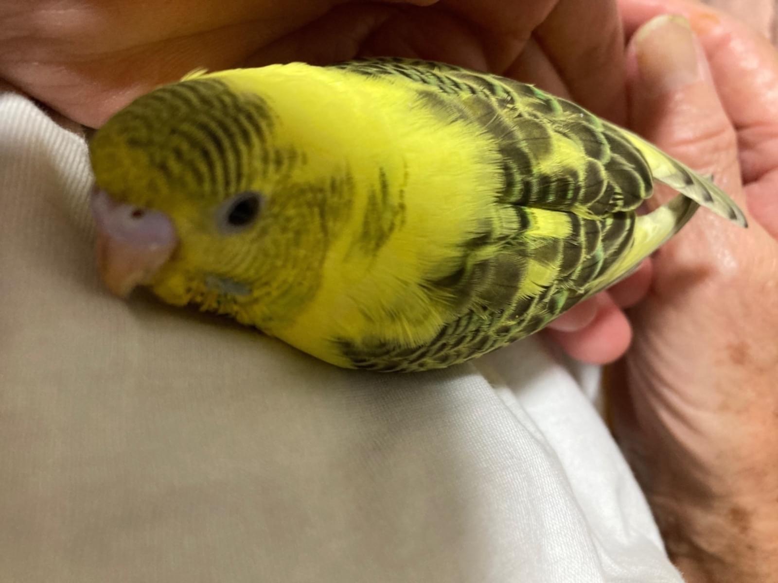 まめちゃん まめちゃん
