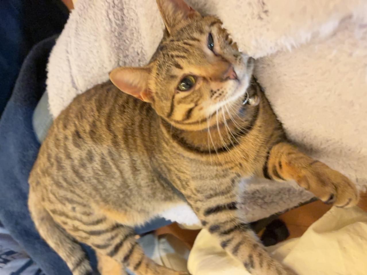 おはぎちゃん おはぎちゃん