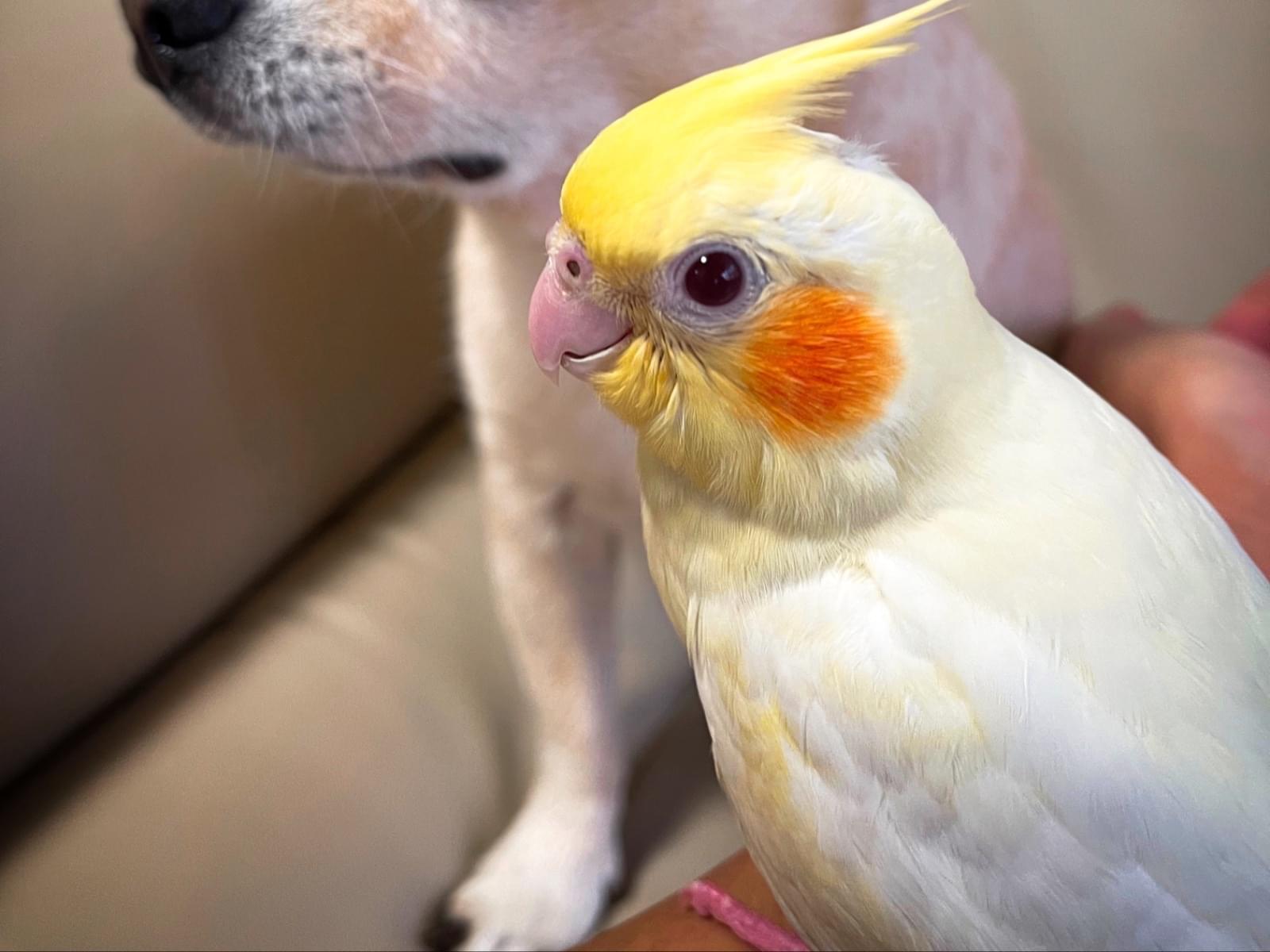 ぴーちゃん ぴーちゃん