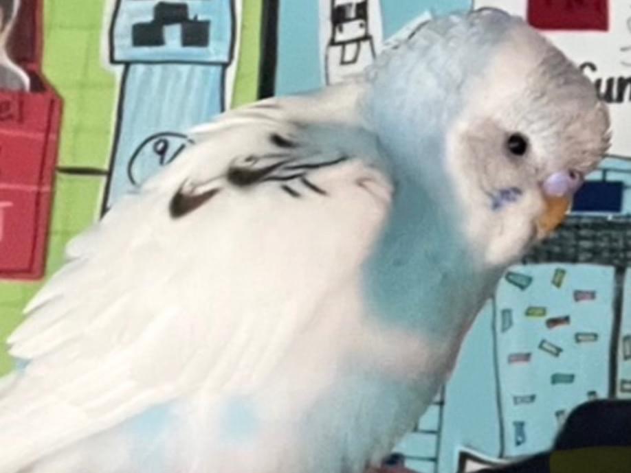 保護された鳥 保護された鳥