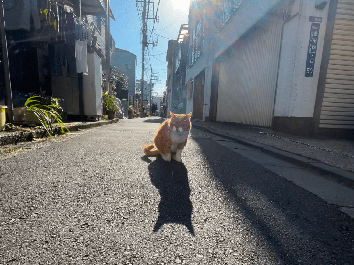 目撃された猫 目撃された猫